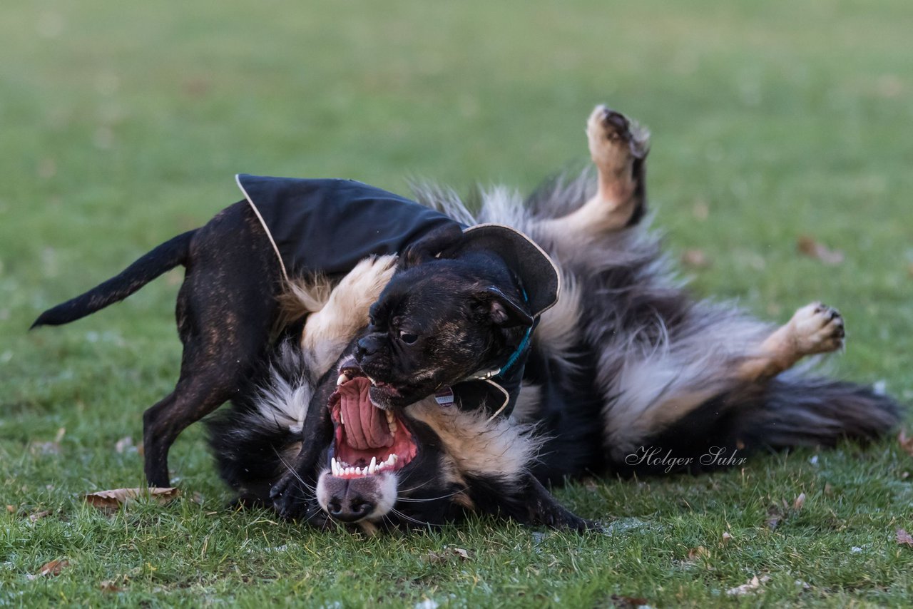 Bild 81 - Hundeshooting